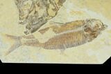 9.6" Diplomystus With Knightia Fossil Fish - Green River Formation - #131218-2